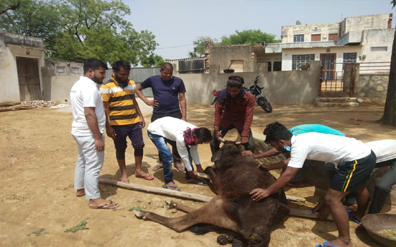 बीमार गौ माता का उपचार करवाया